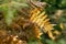 Ferns begin to turn into fall colors in Oregon forest