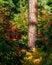 Ferns begin to turn into fall colors in Oregon forest