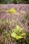 Ferns in blooming heather flowers