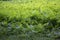 Ferns in the Bog