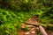 Ferns and bushes along the Craggy Pinnacle Trail, along the Blue