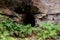 The ferns and canyon walls at the Lithgow Glowworm tunnel in the Blue Mountains New South Wales Australia on 31st July 2019