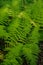 Ferns class polypodiopsidia, non flowering vascular plants