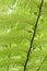 Ferns Close-Up, Heligan Gardens, Cornwall, UK