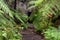 The ferns covering the entrance in to the Lithgow Glowworm tunnel in the Blue Mountains New South Wales Australia on 31st July