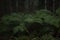 Ferns in Dark Tasmanian Forest
