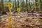 Ferns emerging in Spring