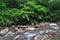 Ferns and flowing river at Madakaripura Waterfall in Bromo