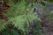 Ferns in the forest in autumn. There is a large planting of ferns