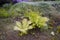 Ferns in the forest. Beautiful background of ferns green foliage leaves. Dense thickets of beautiful growing ferns in the forest