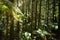 Ferns on the forest floor