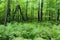 Ferns and Forest at Jay Cooke State Park