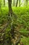 Ferns & Forest, Pink Beds Area, Pisgah NF, NC