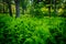 Ferns in a forest in Shenandoah National Park, Virginia.