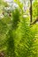 Ferns in a forest in southwestern Washington state