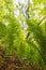 Ferns in a forest in southwestern Washington state