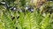 Ferns in the forest unrolling fronds