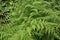 Ferns In The Forest View Really Unusual Beautiful Summer ferns with depth Of Field Perspective