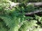 Ferns Grass forest Leaves Tree blue sky branches forest