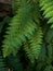 Ferns green in the middle of the humid forest