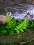 Ferns that are green to yellowish in color grow around water ditches