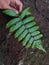 ferns are a group of plants with a true vascular system