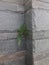 ferns grow naturally between natural stone walls against stone ash background