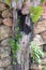 Ferns grow on rock