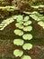 ferns that grow between the walls because the air is quite humid after it rains