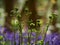 Ferns growing in bluebell backlit wild flower woodland medium shot