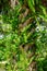 Ferns growing from bootjacks of cabbage palm sabal palmetto - Delray Beach, Florida, USA