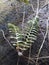 ferns growing on mossy walls during rainy season