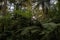 Ferns growing in redwood forest, sunset filtering through leaves