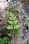 Ferns growing between rocks, plants growing between stones