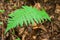 Ferns growing in wet deep highland forest