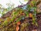 Ferns growth like parasite on the little rock cliff