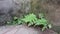 These ferns have tenacious vitality and have taken root in the concrete.