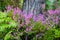 ferns and heather growing in the Landes forest in close-up