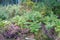 ferns and heather growing in the Landes forest in close-up