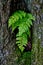 Ferns inside a tree trunk