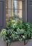 Ferns and ivy in inviting shades of green spill out of a wooden flower box under an old window.