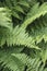 Ferns leaf detail in a UK garden, wood fern Dryopteris Felix-mas