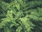 Ferns Leaf Forest Outdoor Nature abstract Background