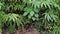 Ferns leaves green as a background, ground cover plants