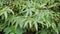 Ferns leaves green as a background, ground cover plants