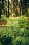 Ferns Leaves Green Foliage In Summer Coniferous Forest. Green Fern Bushes In Park Between Woods,