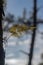 Ferns, lichens and moss in pine forest