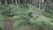 Ferns and lumps in Cannock chase forest,  UK