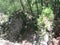 Ferns and other plants growing on ancient ruins