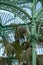 Ferns and palms in the interior of the impressive Winter Garden, part of the Royal Greenhouses at Laeken, Brussels, Belgium.